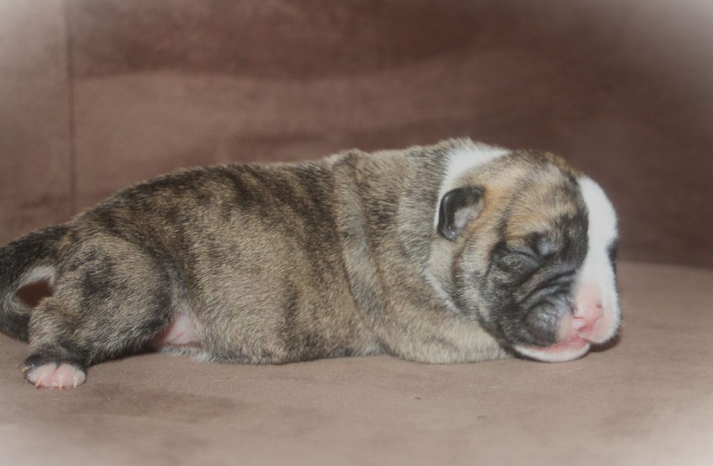De Trois V - Chiots disponibles - Bulldog continental
