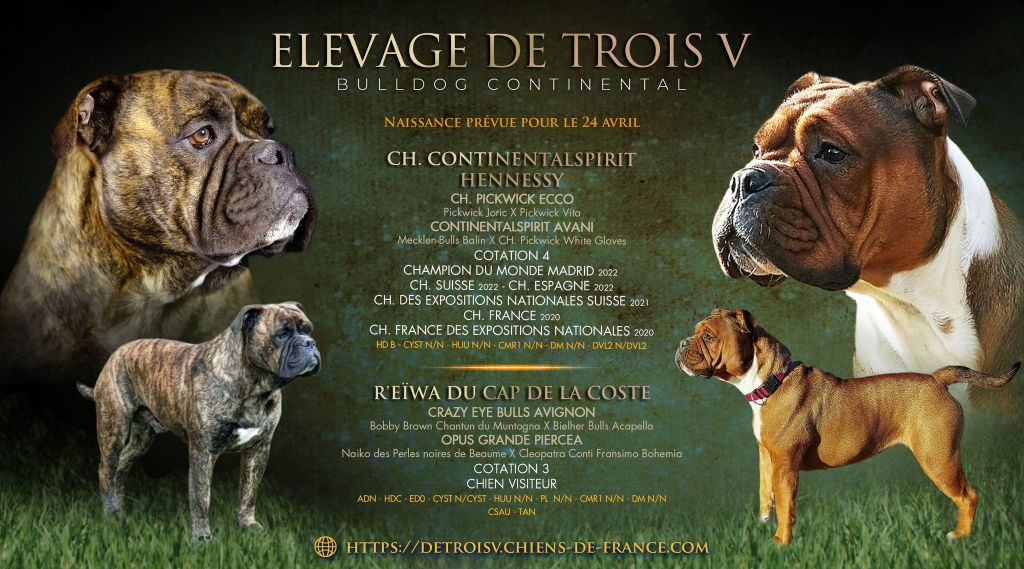 De Trois V - Bulldog continental - Portée née le 22/04/2023