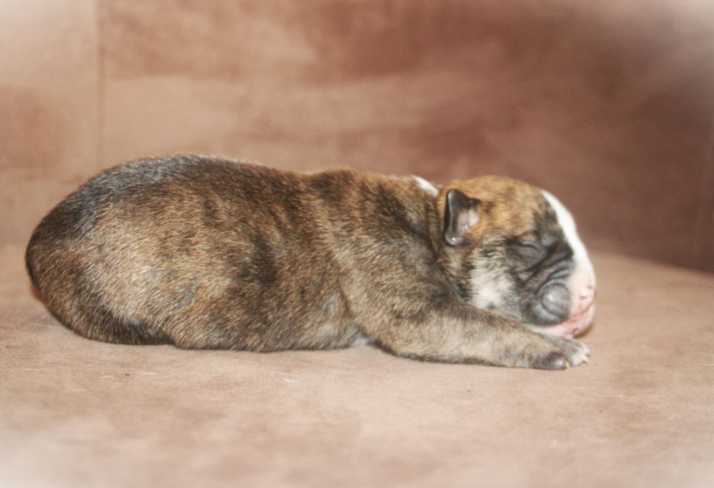 De Trois V - Chiots disponibles - Bulldog continental