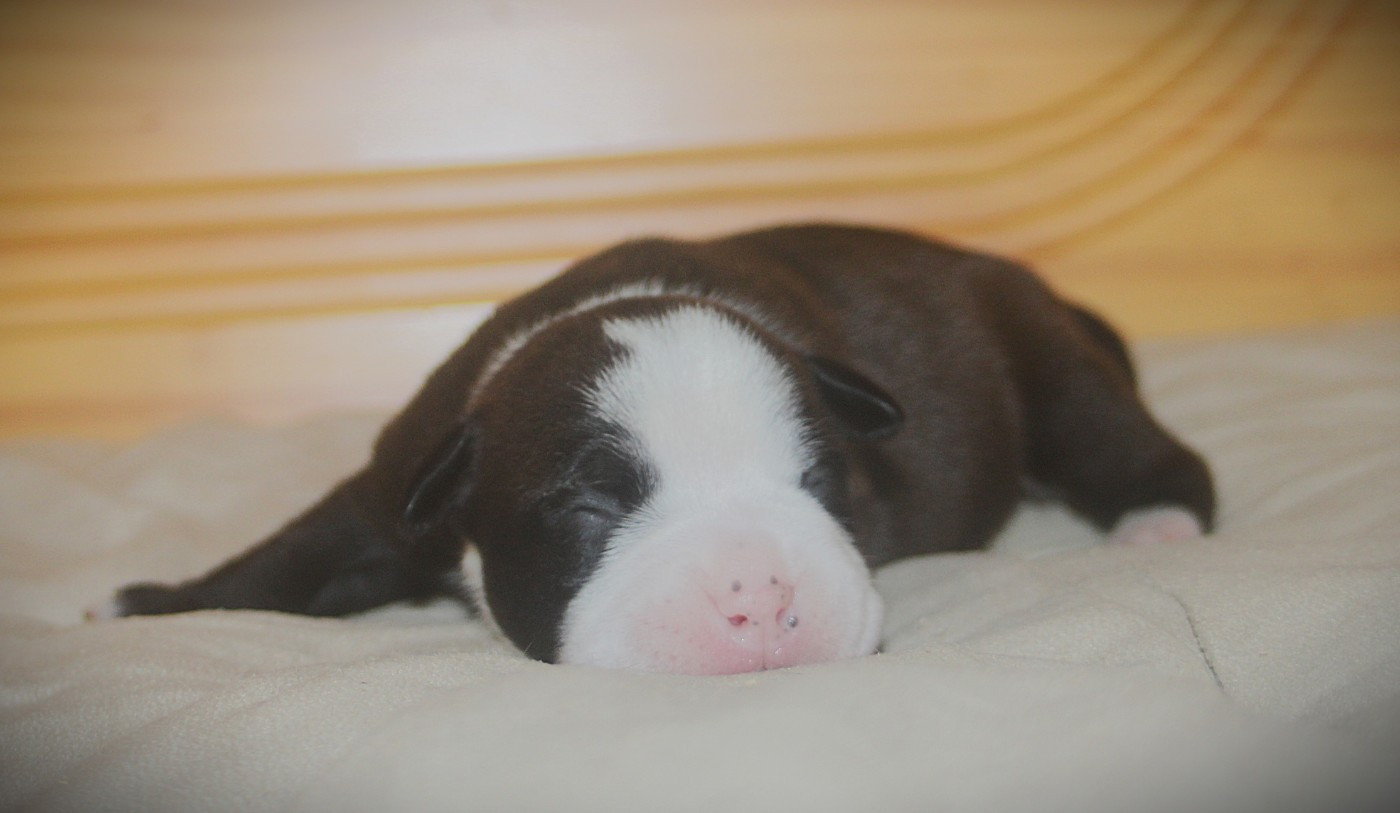 De Trois V - Chiots disponibles - Bulldog continental