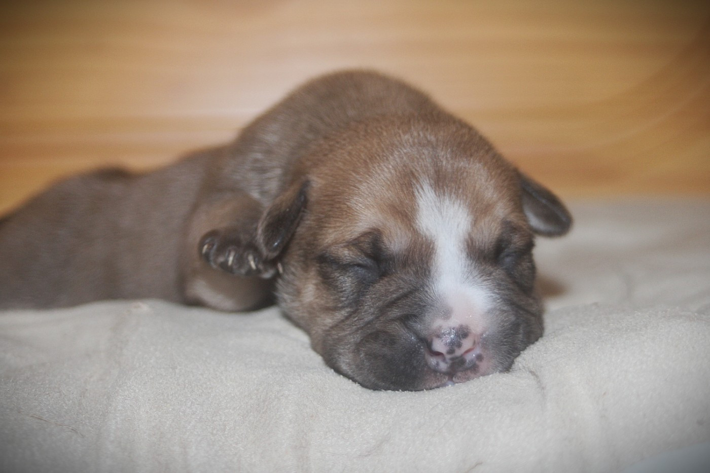 De Trois V - Chiots disponibles - Bulldog continental