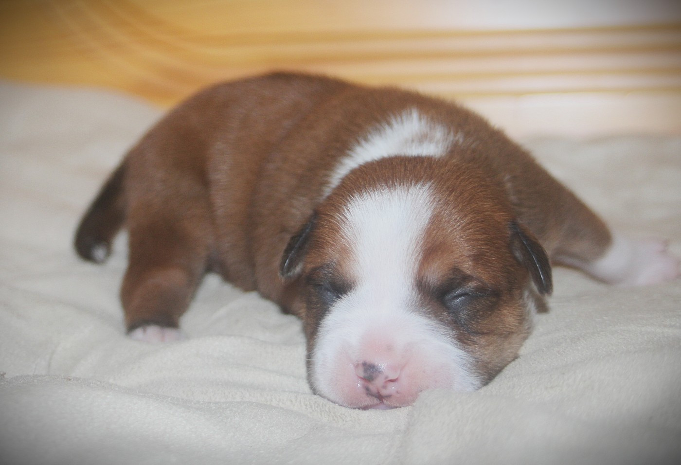 De Trois V - Chiots disponibles - Bulldog continental