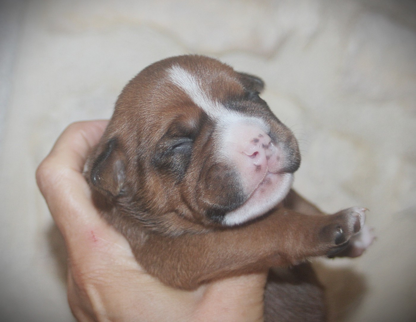 De Trois V - Chiots disponibles - Bulldog continental
