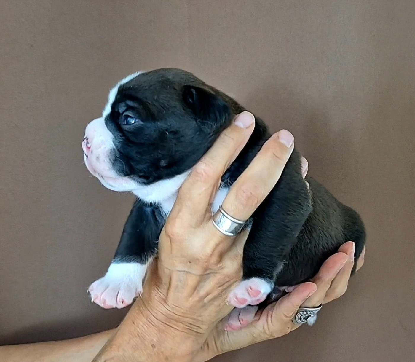 De Trois V - Chiots disponibles - Bulldog continental