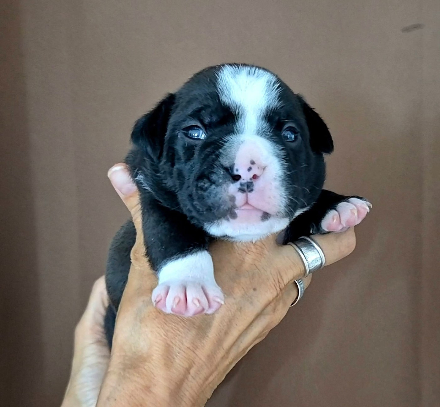 De Trois V - Chiots disponibles - Bulldog continental
