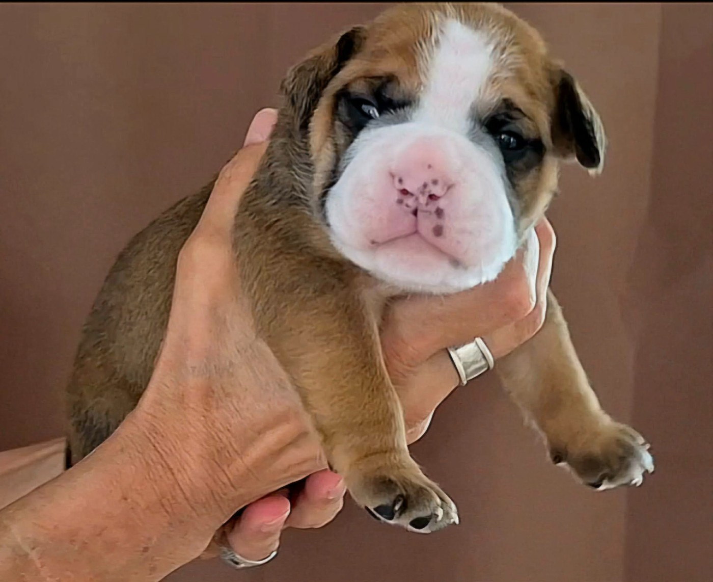 De Trois V - Chiots disponibles - Bulldog continental
