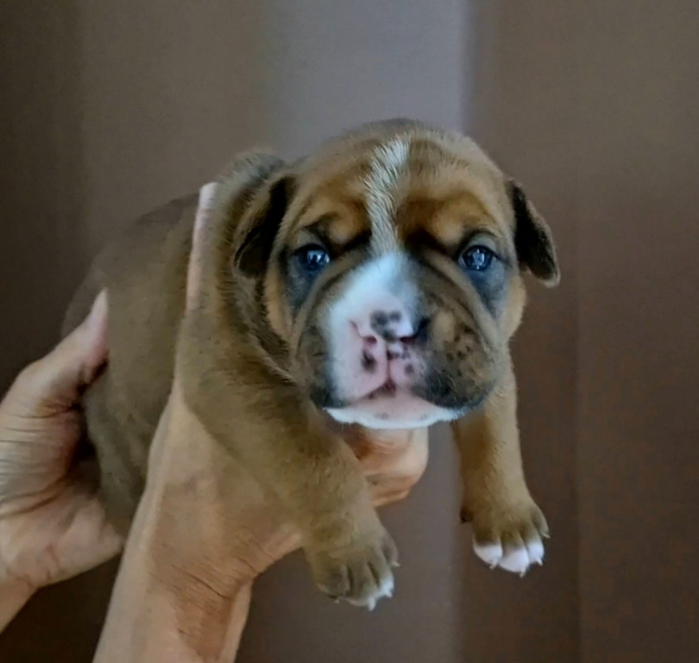 De Trois V - Chiots disponibles - Bulldog continental