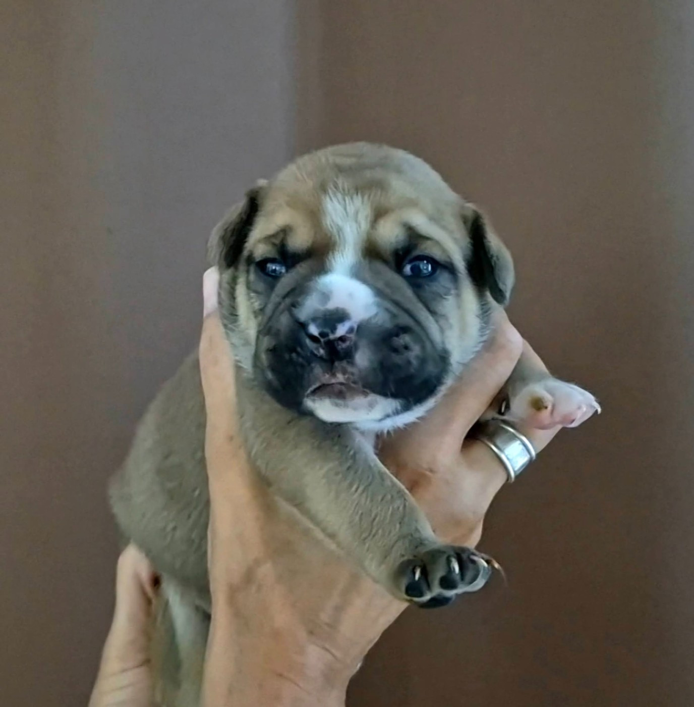 De Trois V - Chiots disponibles - Bulldog continental