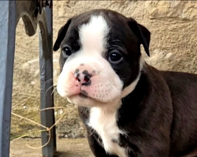 De Trois V - Chiots disponibles - Bulldog continental