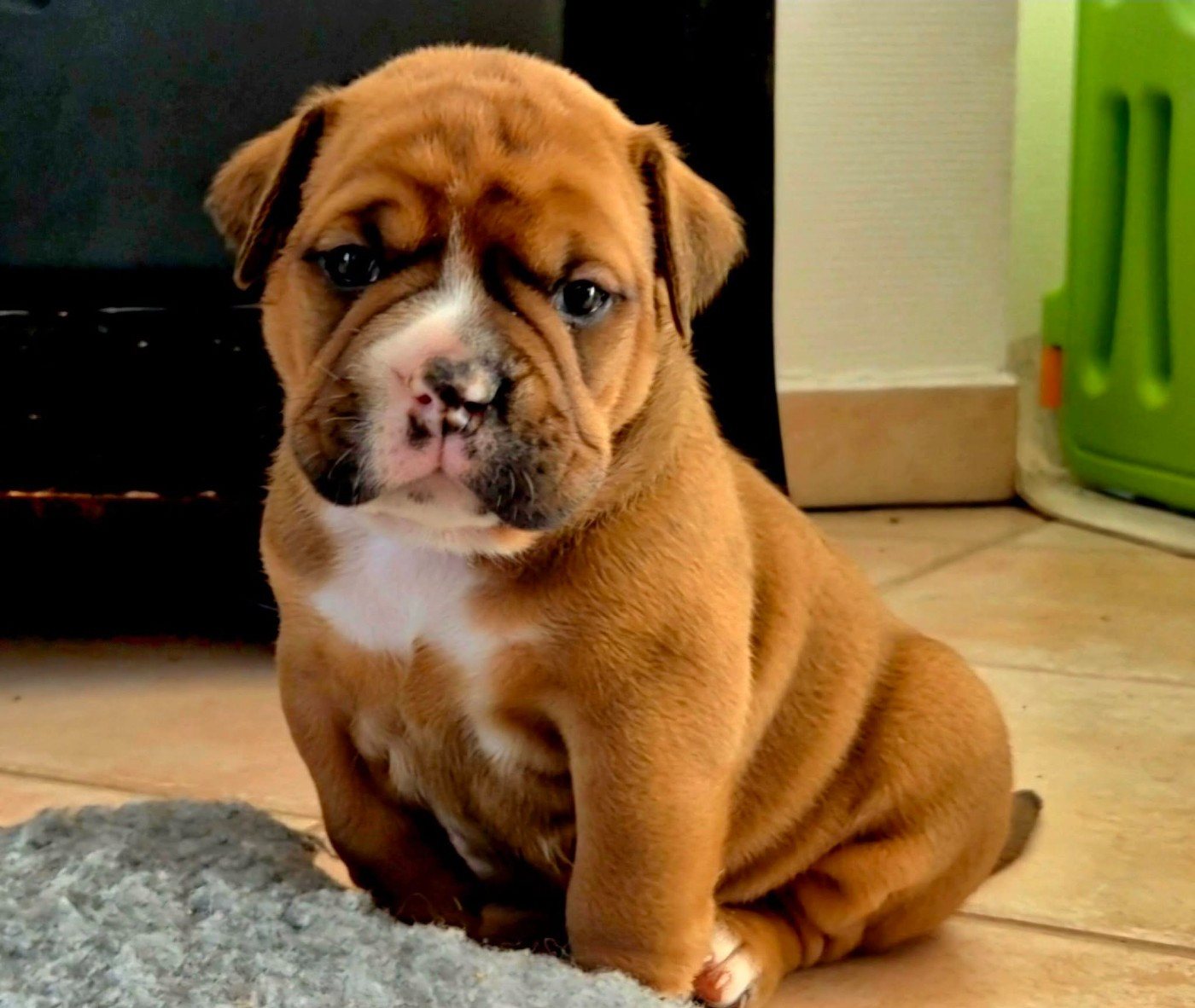 De Trois V - Chiots disponibles - Bulldog continental
