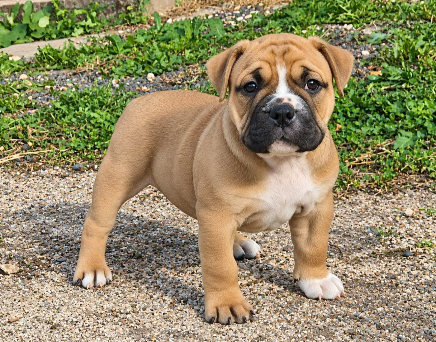 De Trois V - Chiots disponibles - Bulldog continental