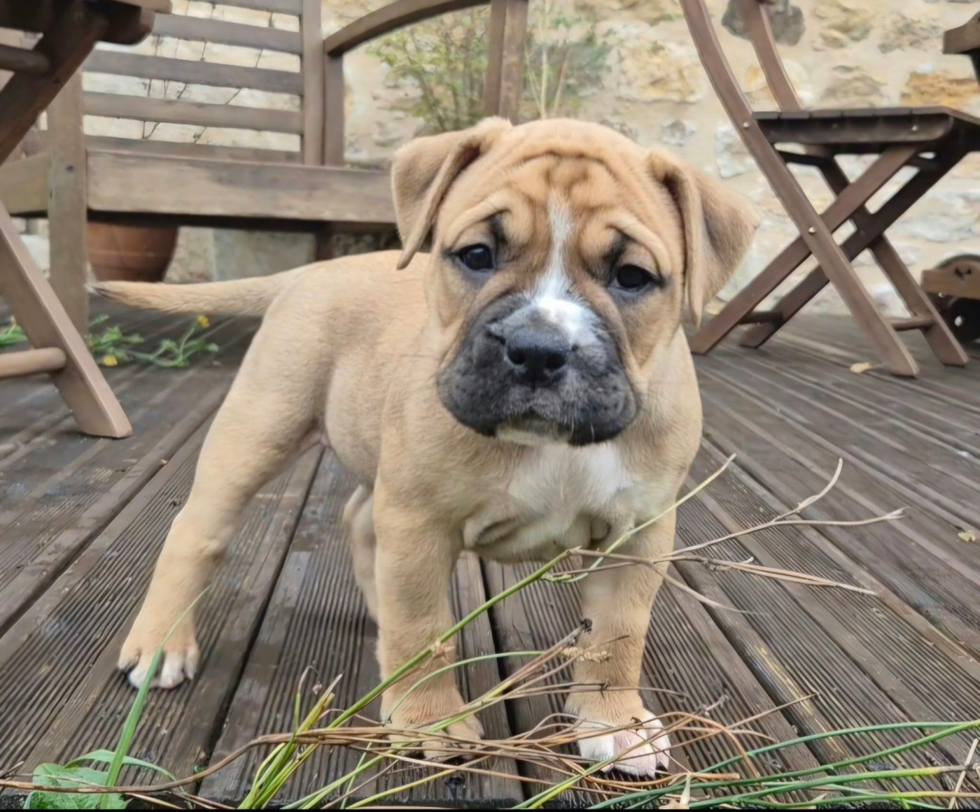 De Trois V - Chiots disponibles - Bulldog continental
