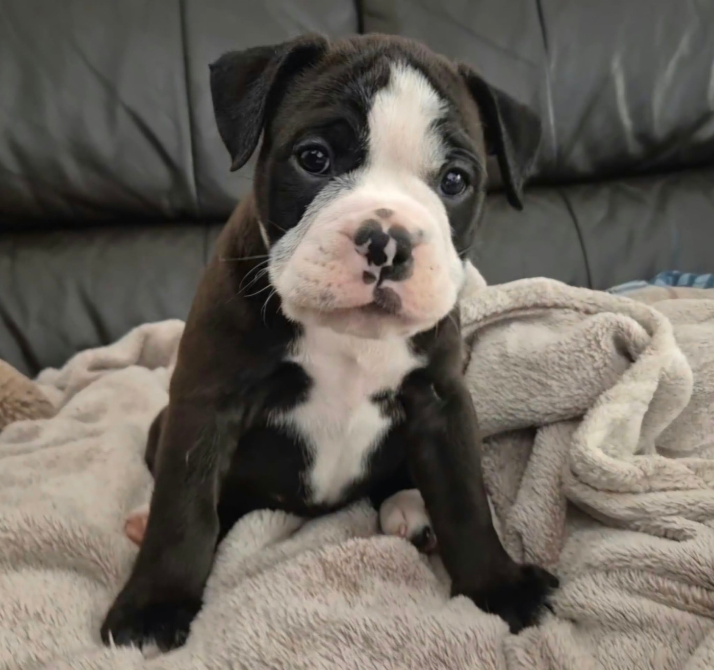 De Trois V - Chiots disponibles - Bulldog continental