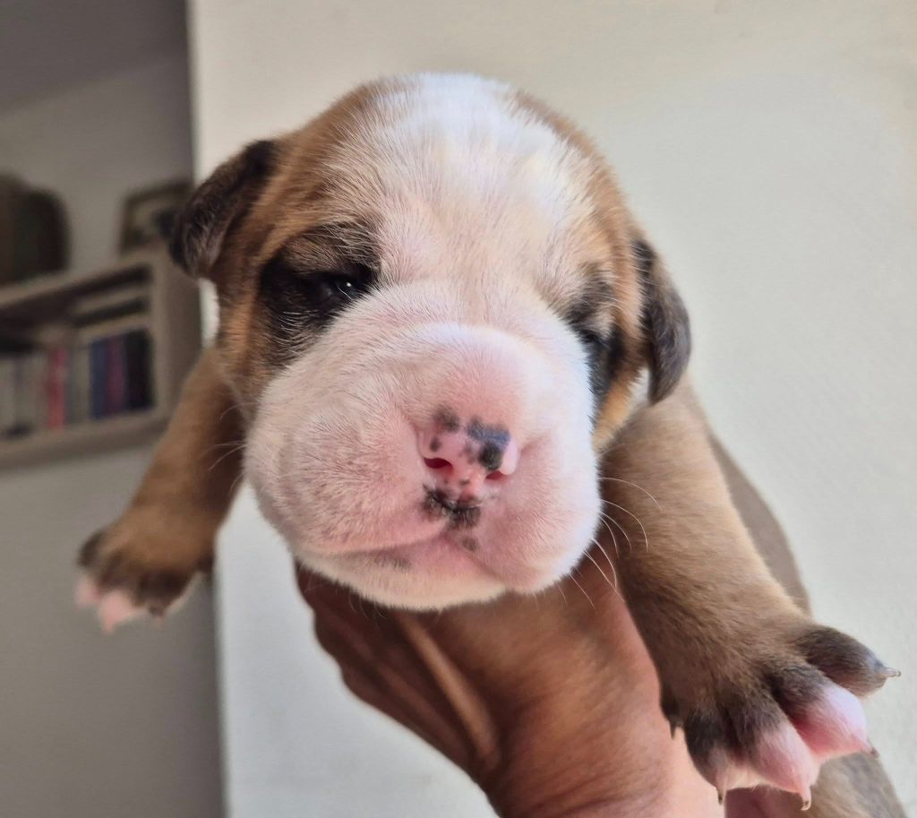 De Trois V - Chiots disponibles - Bulldog continental