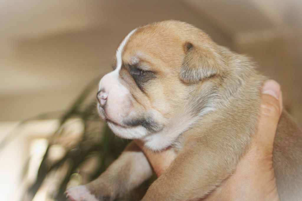 De Trois V - Chiots disponibles - Bulldog continental