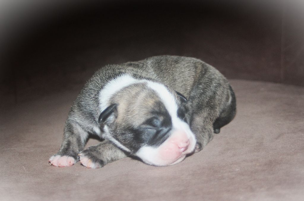 De Trois V - Chiots disponibles - Bulldog continental