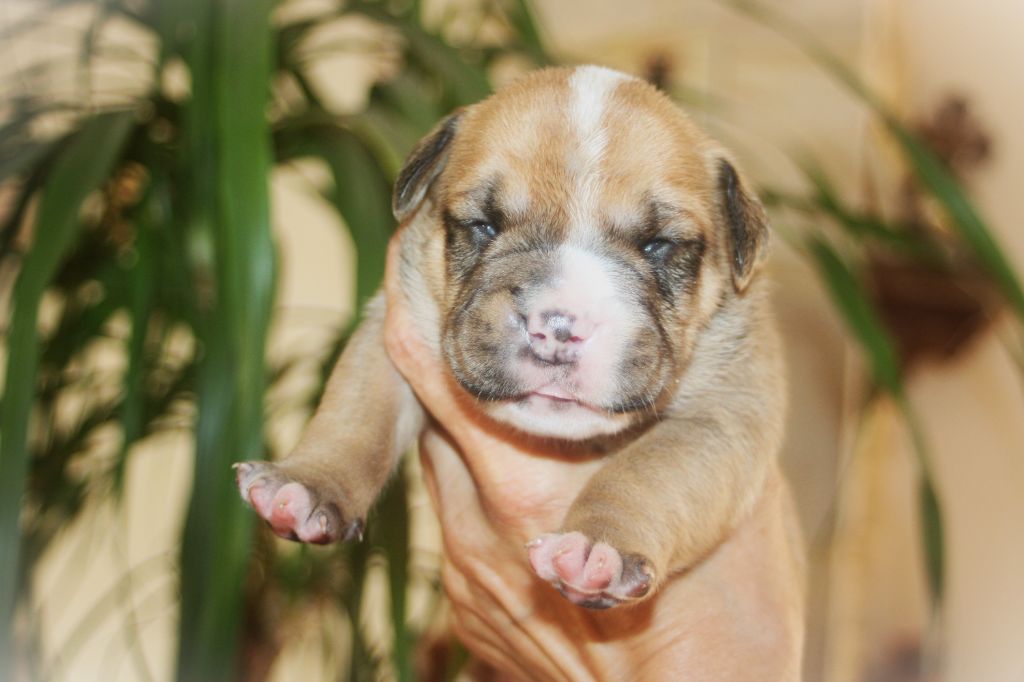 De Trois V - Chiots disponibles - Bulldog continental