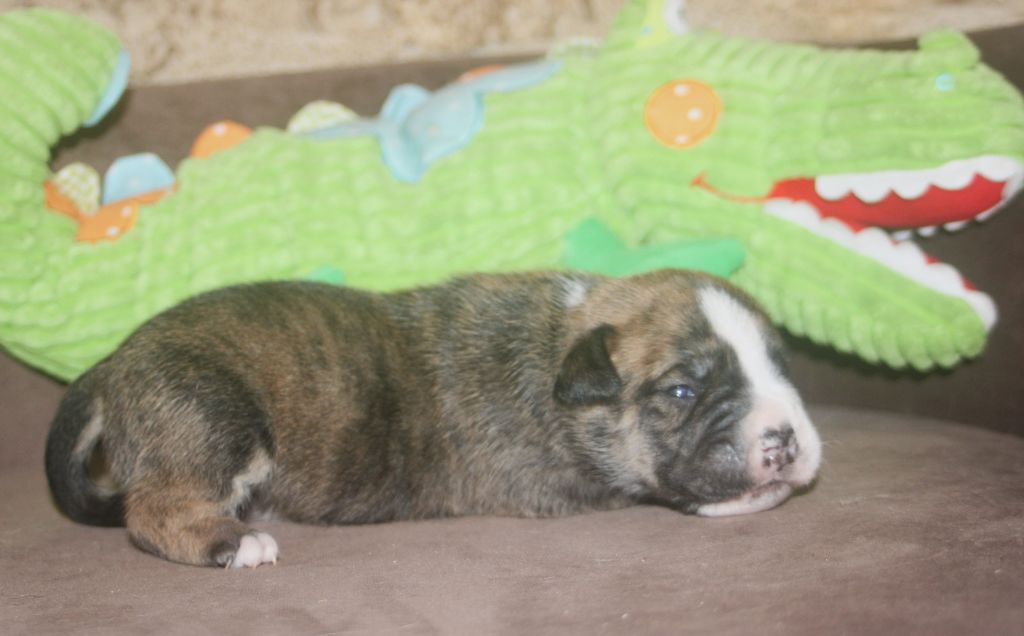 De Trois V - Chiots disponibles - Bulldog continental
