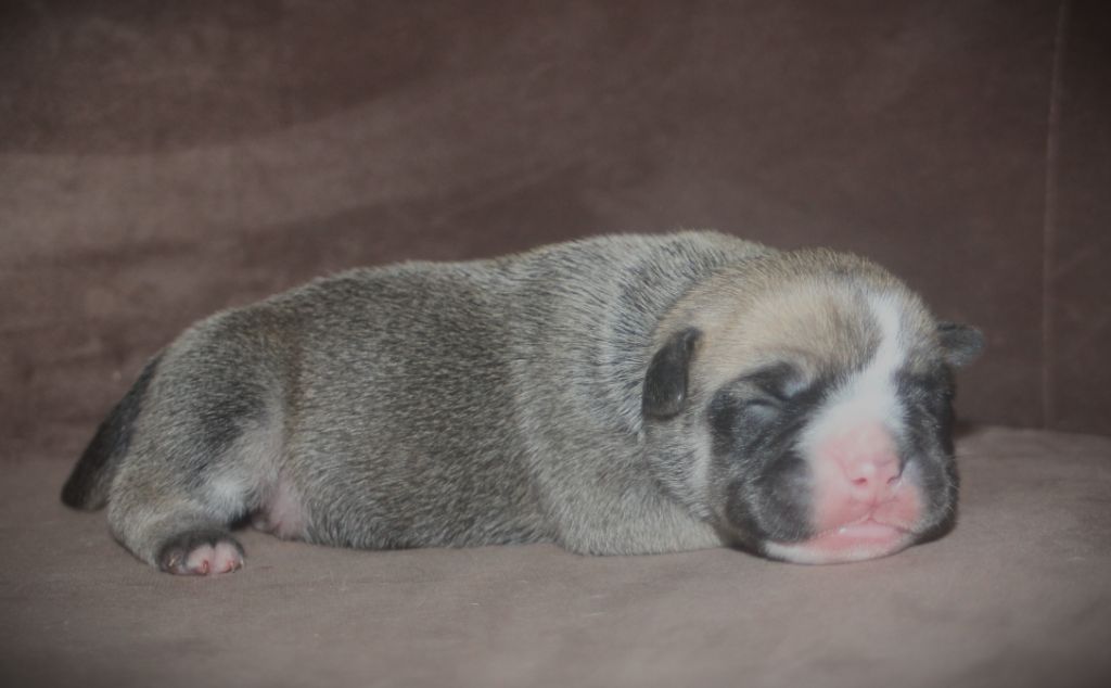 De Trois V - Chiots disponibles - Bulldog continental