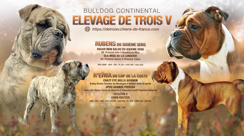 Chiot Bulldog continental De Trois V