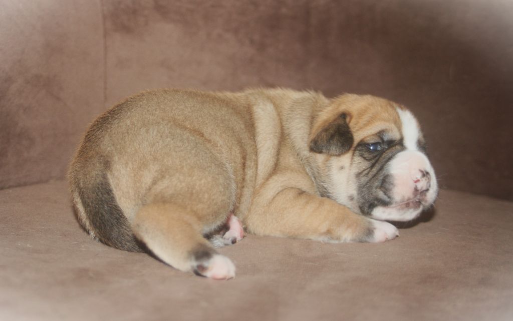 De Trois V - Chiots disponibles - Bulldog continental