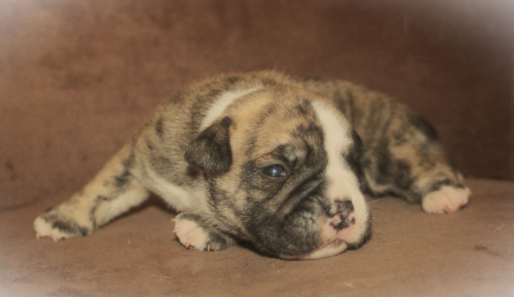 De Trois V - Chiots disponibles - Bulldog continental