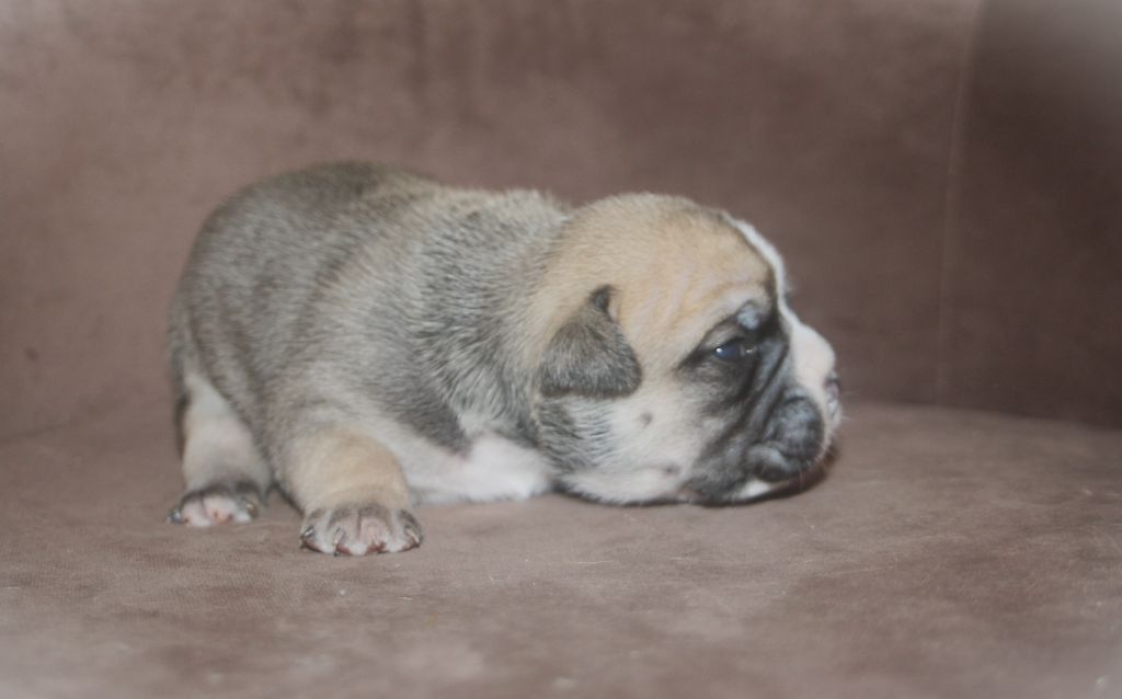 De Trois V - Chiots disponibles - Bulldog continental