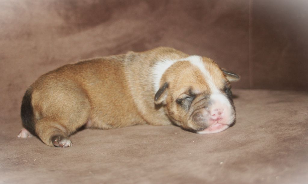 De Trois V - Chiots disponibles - Bulldog continental