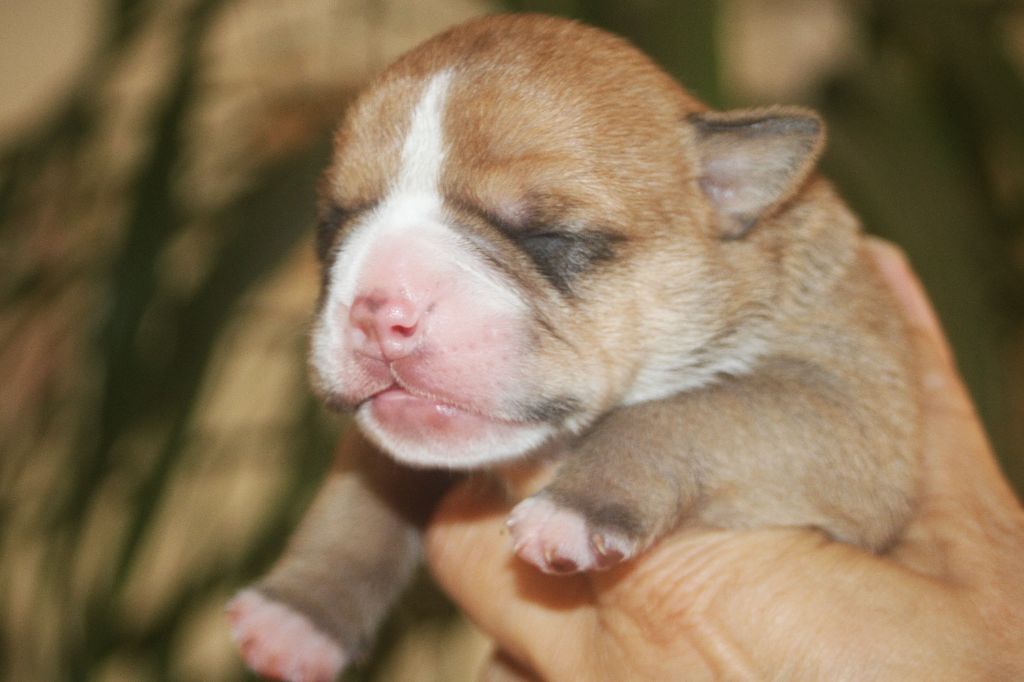 De Trois V - Chiots disponibles - Bulldog continental
