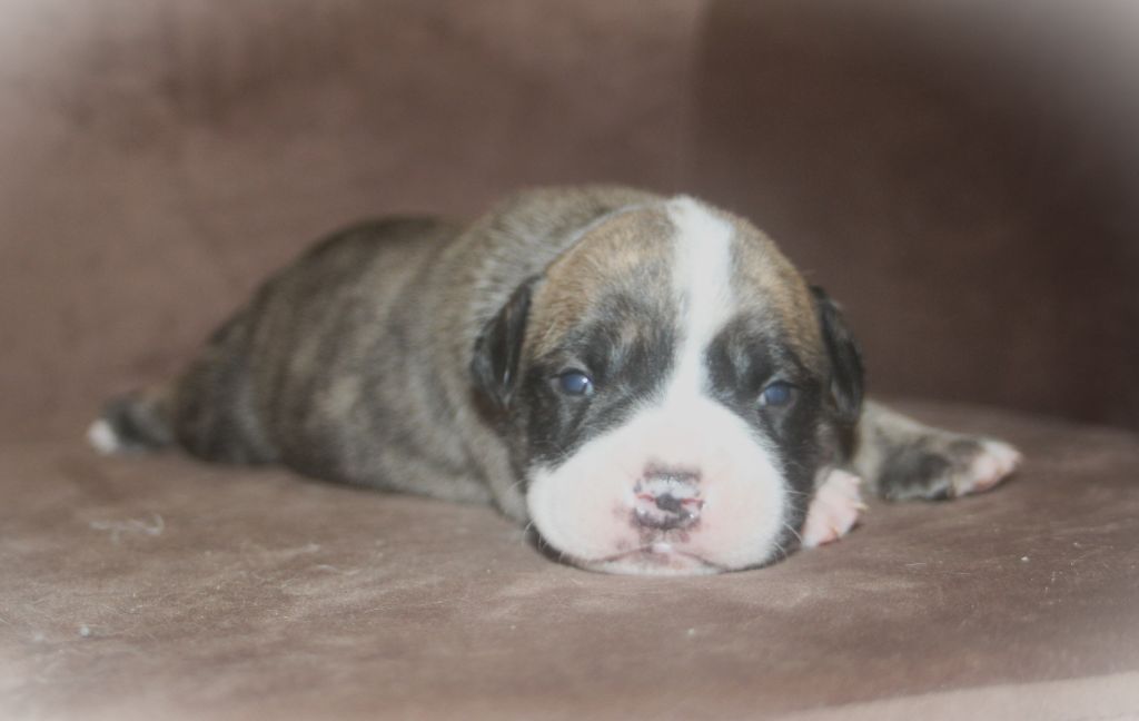 De Trois V - Chiots disponibles - Bulldog continental