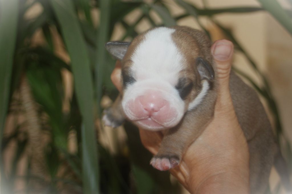 De Trois V - Chiots disponibles - Bulldog continental